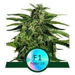 F1-Hybrid-Cannabissamen