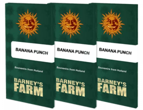 Barney's Farm BANANA PUNCH 3 Stück