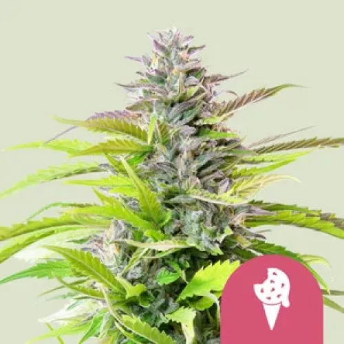 Cookies Gelato 3 Stück feminisiert  Royal Queen Seeds