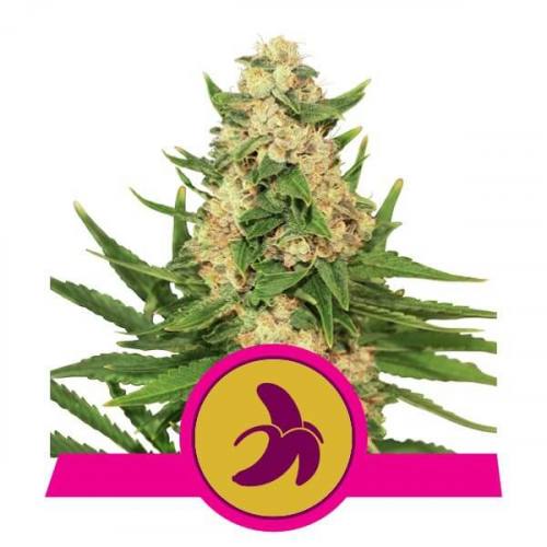 Fat Banana feminisiert Royal Queen Seeds 5Stück