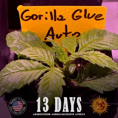 Gorilla Glue Auto 3 Stück