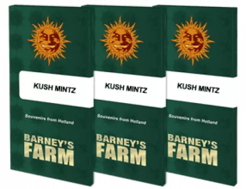 Kush Mimtz  3 Stück Kush Mintz Barneys Farm