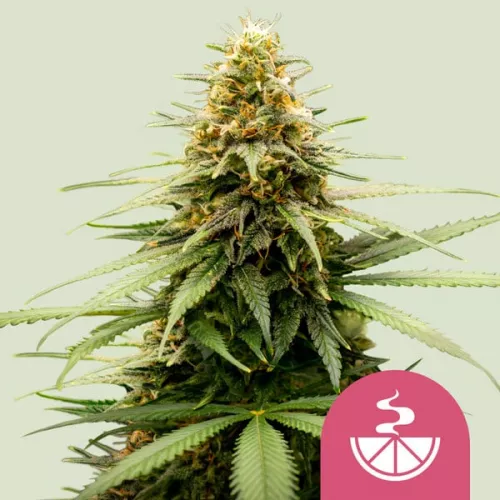 Lemon Skunk feminisiert 5 Stück  Royal Queen Seeds