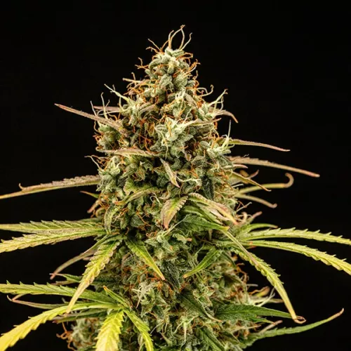 Milky Way F1 5 Stück  Royal Queen Seeds