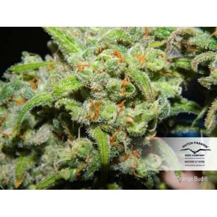 Original Orange Bud Dutch Passion