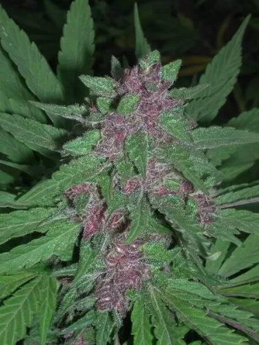 Pakistan Chitral Kush - Regular 5 Stück