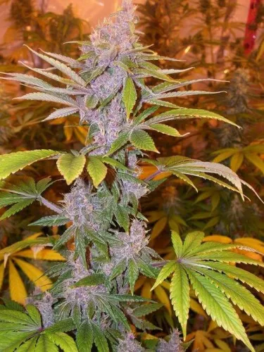 Pakistan Chitral Kush - Regular 5 Stück