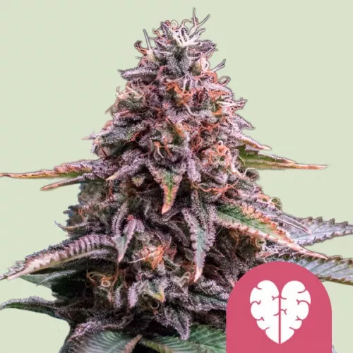 Pink Mist feminisiert 3 Stück  Royal Queen Seeds