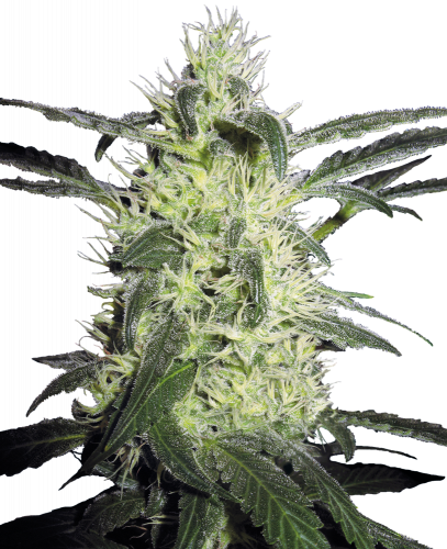 Silver Haze feminisiert Sensi Seeds