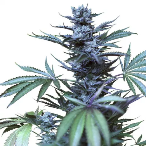 Skunk XL  Royal Queen Seeds 5 Stück