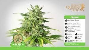 White Widow Automatic Royal Queen Seeds 3 Stück